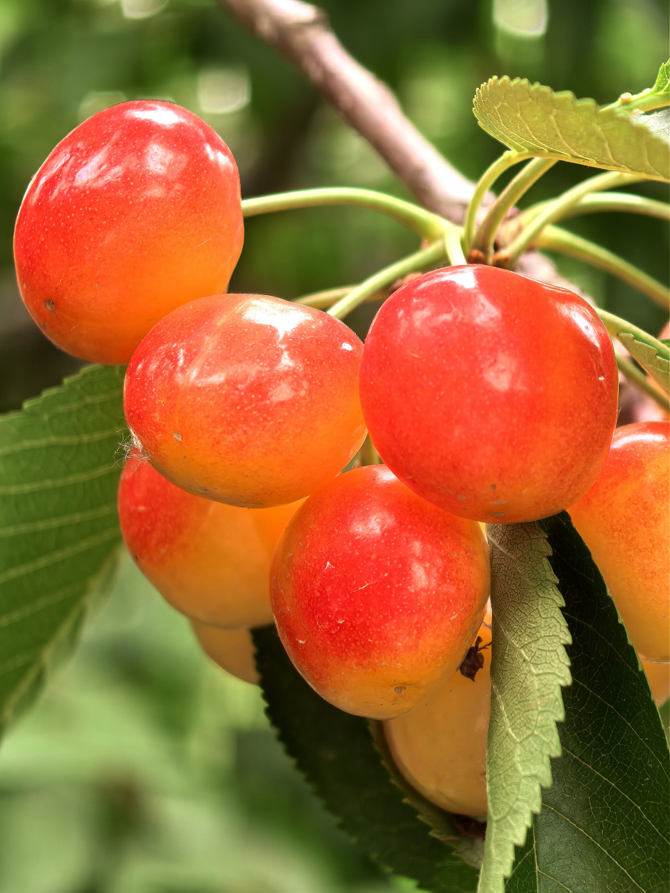 近日,洋樱桃在中国市场走下了神坛,贵族水果标签被一些理性的消费者