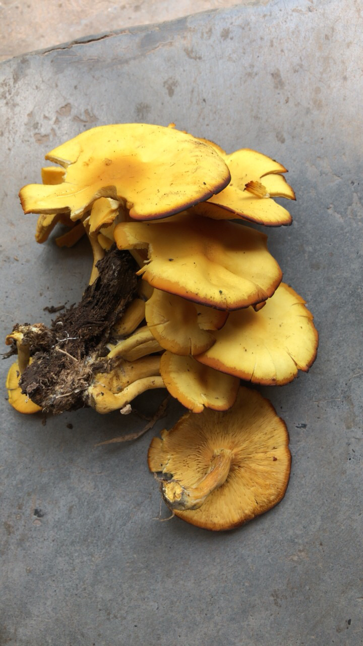 有谁认识这种菌?能吃吗?竹林里面长的