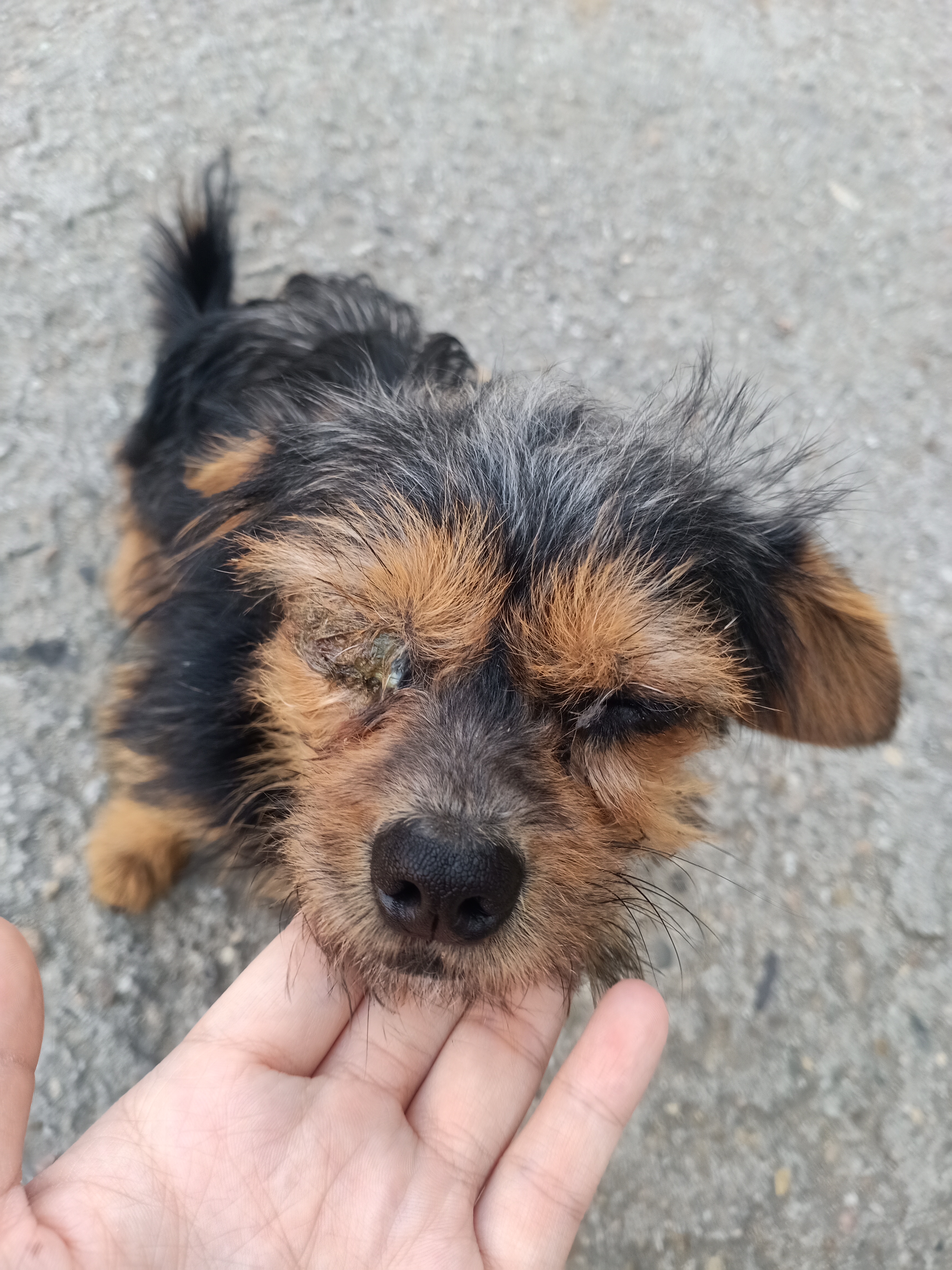 吉林有好心人帮助这只狗的吗 在龙潭区山湾人家 眼睛不知道怎么了