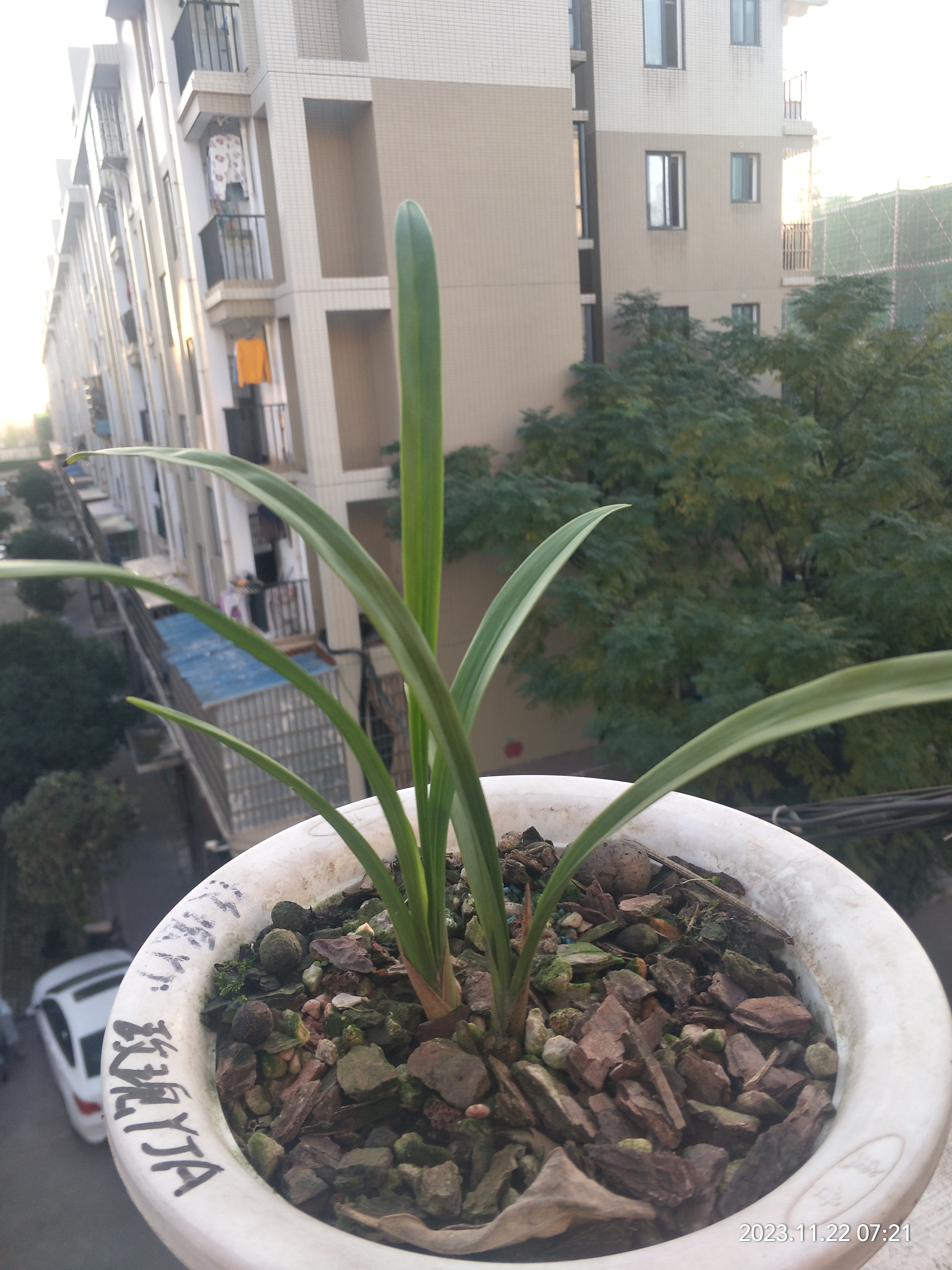 玫瑰妖姬是最漂亮的建兰红花,批评的人多,但是一直很贵.