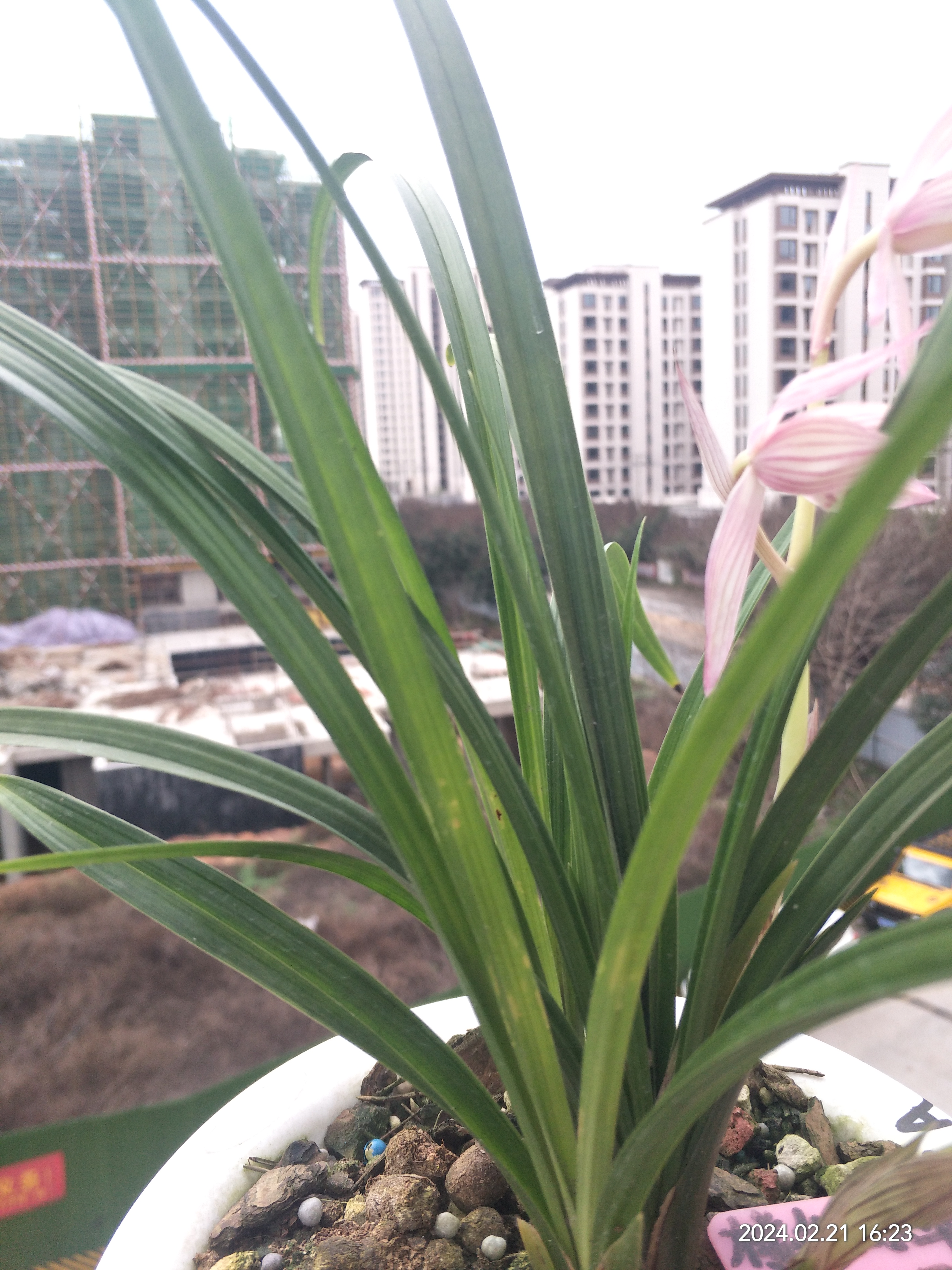 新津胭脂,春剑名品,依然美丽.#兰花# #养花种菜小分队