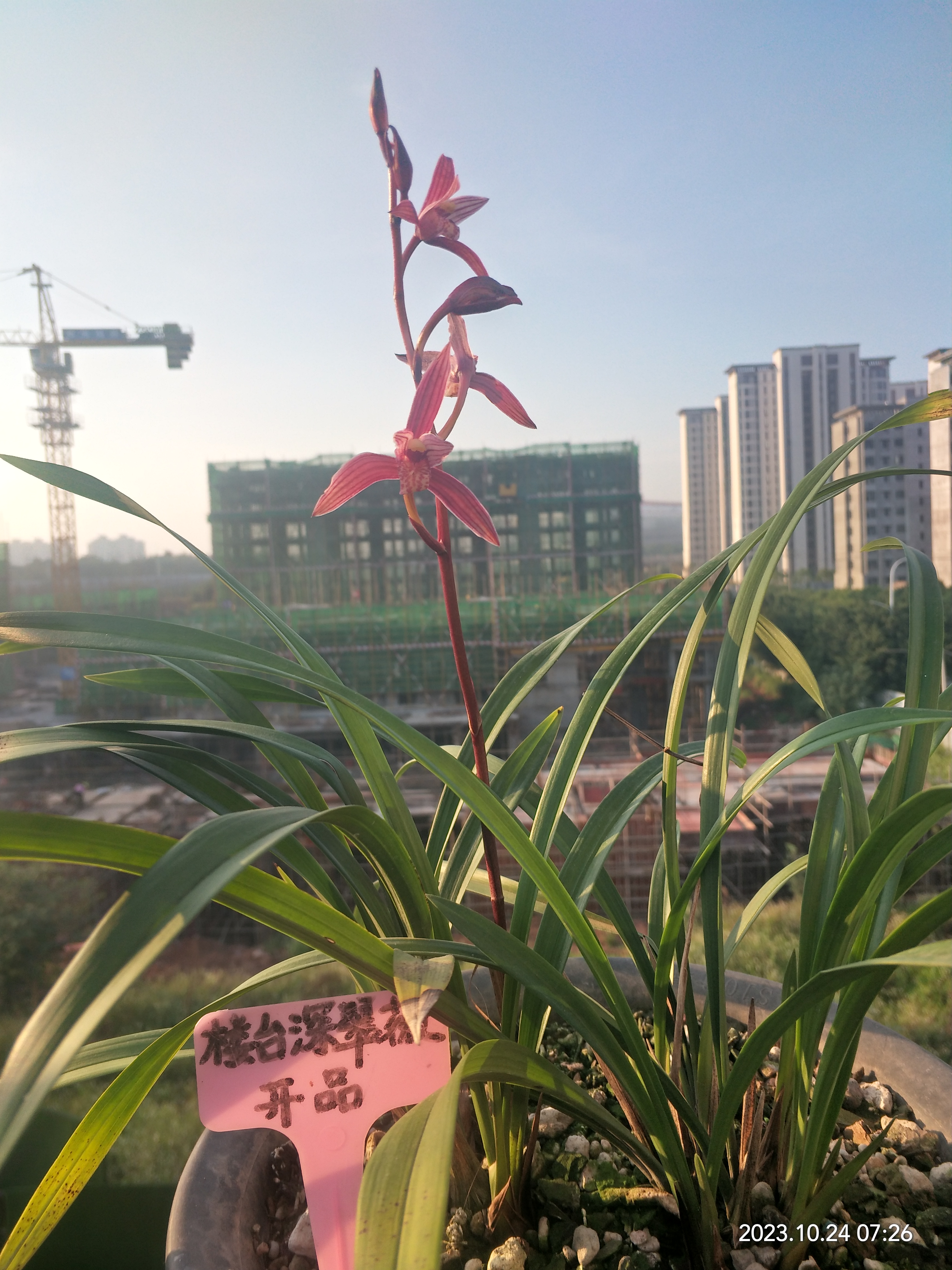 火树红冠,花大花红,建兰名品,便宜好花.#兰花