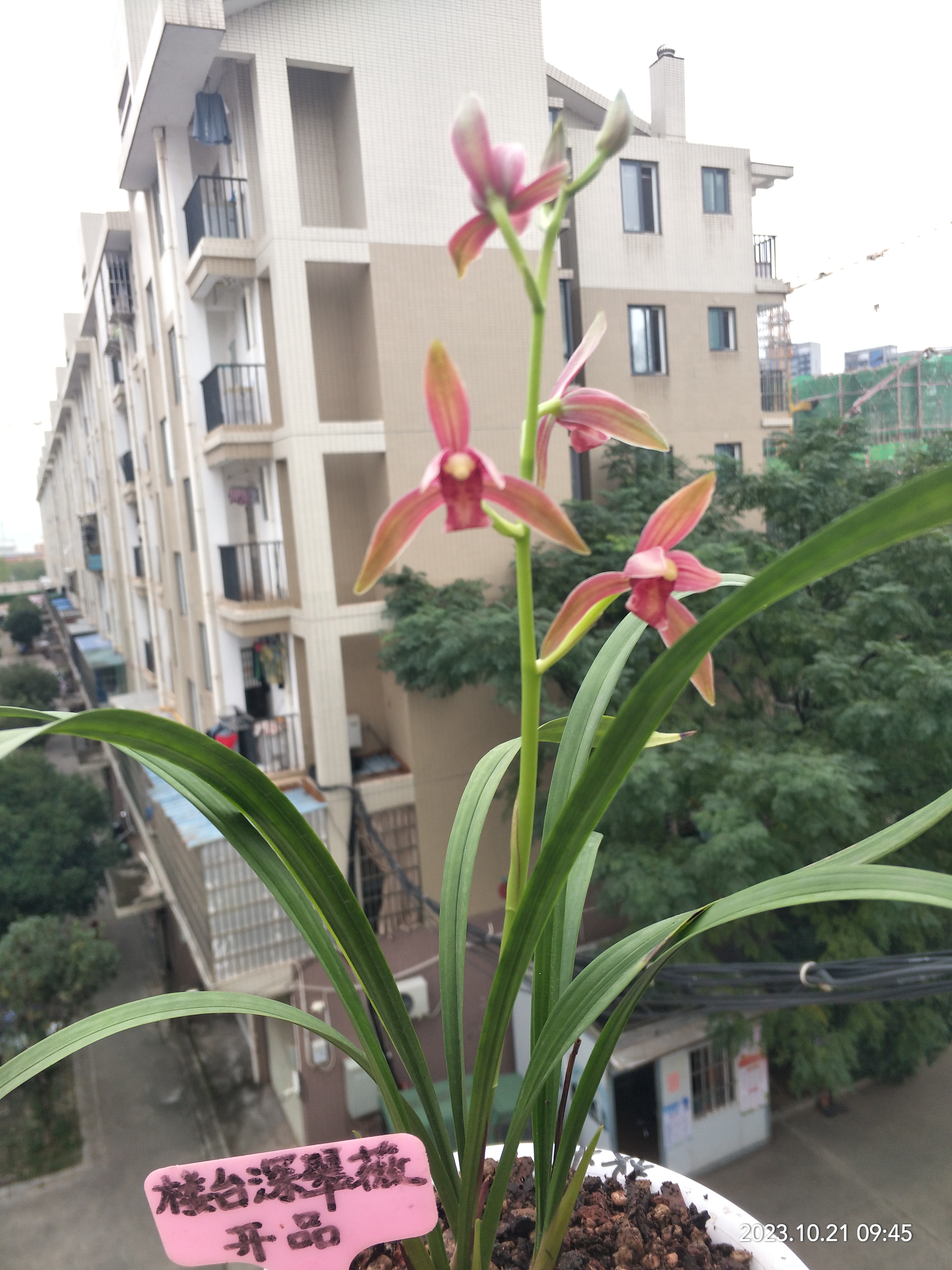 深秋的[仙山红],开出你的美.建兰名品,便宜好花!