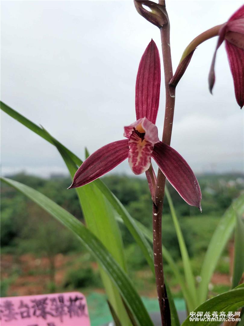 养花种菜小分队# 火树红冠,便宜好花,我的养熟了的兰花很能发芽,认侣