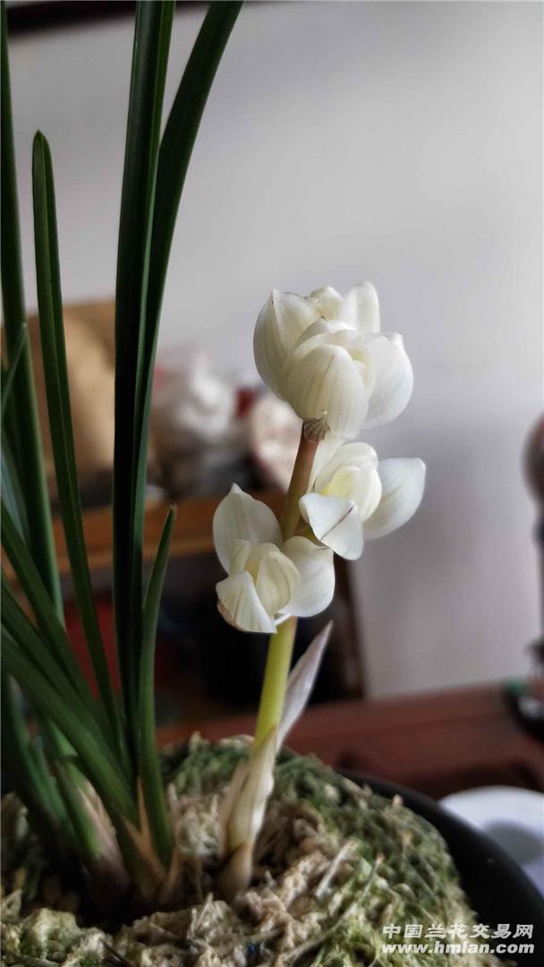 兰花# 买了一株曾经1200万的"素冠荷鼎".