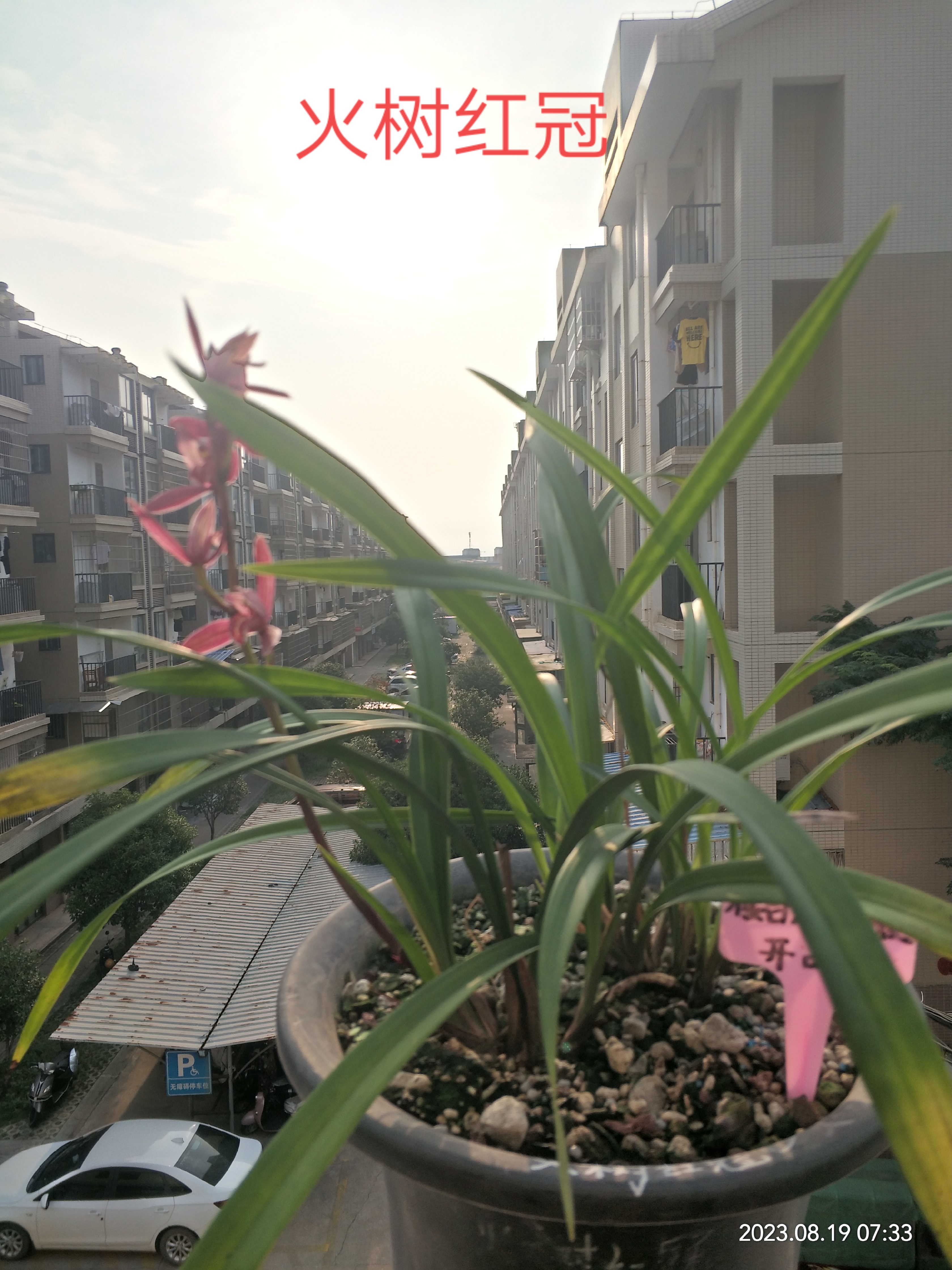 火树红冠,建兰铭品.此花开品火热,深邃,喻意福,寿无疆.