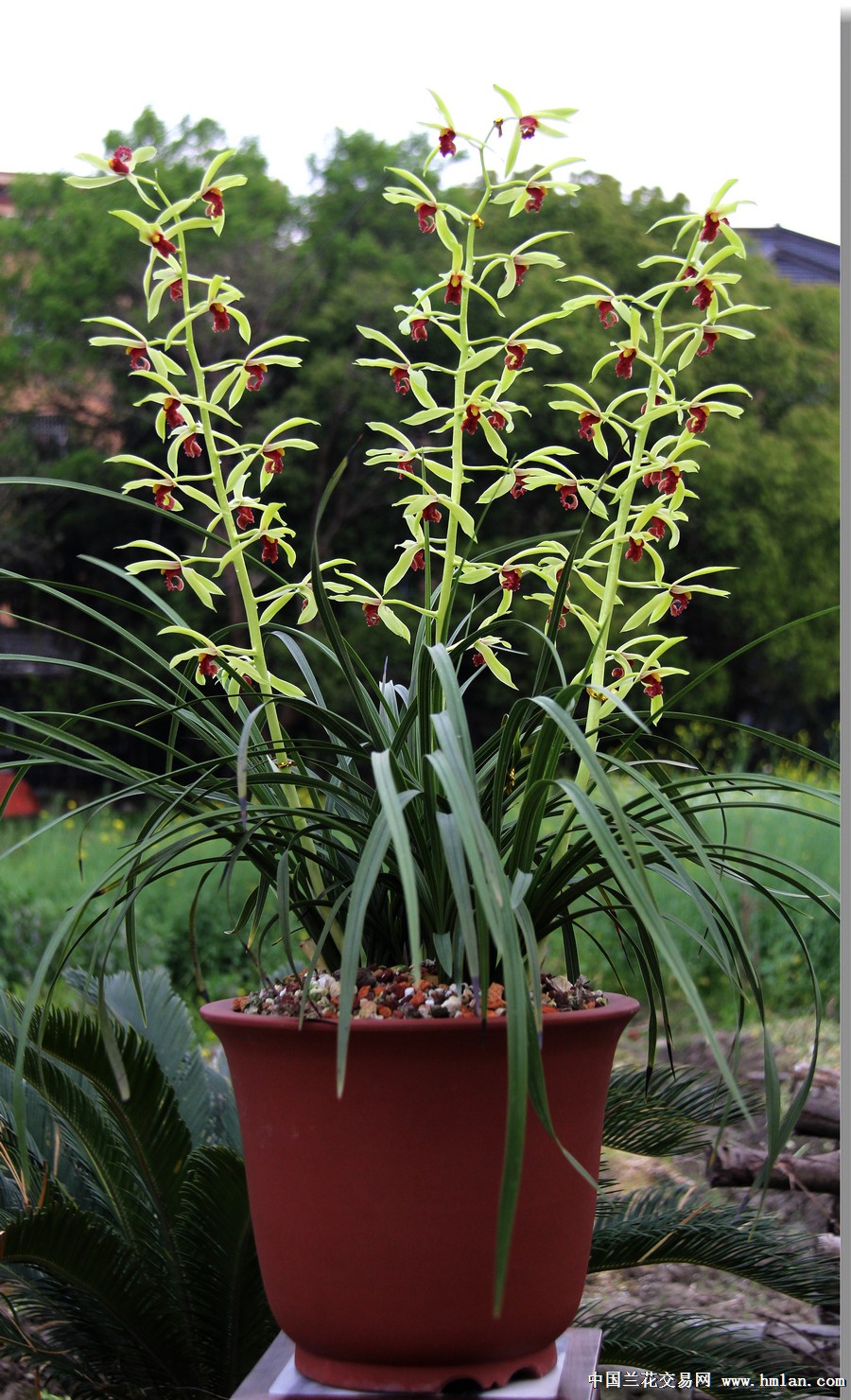 夕颜,我认为是最好的红素,花开灵动.