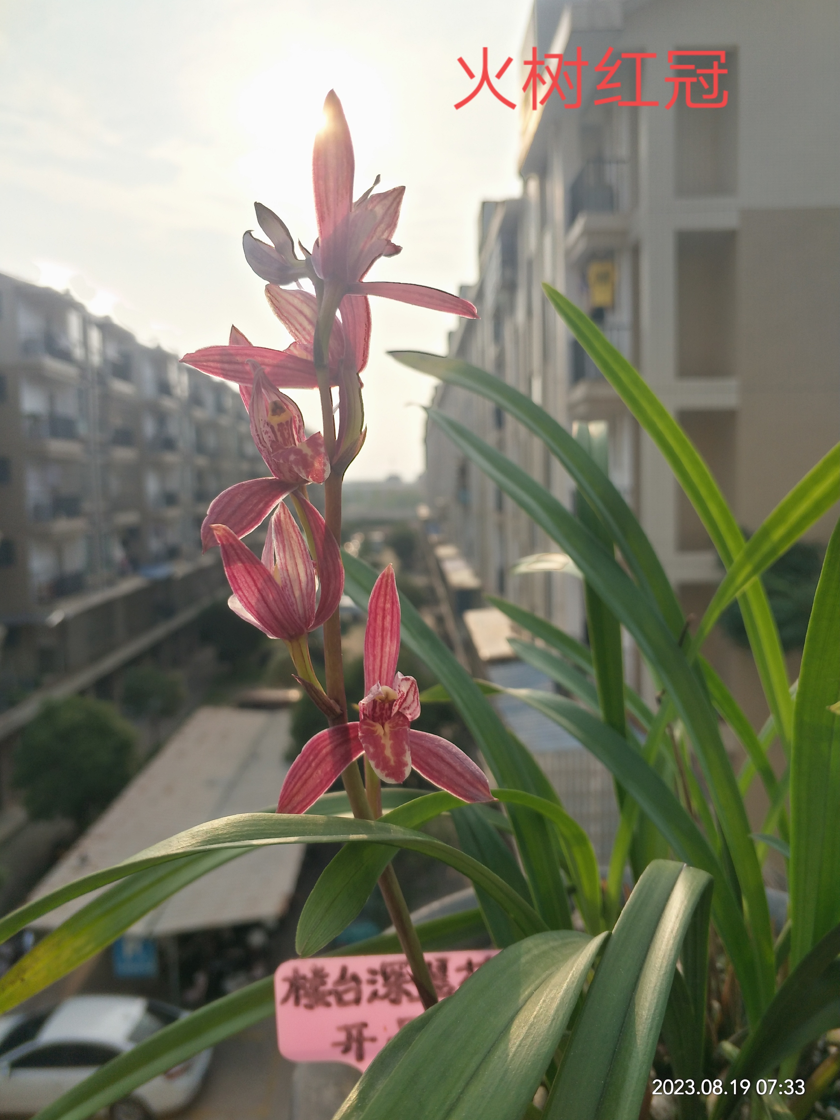 火树红冠,建兰铭品.此花开品火热,深邃,喻意福,寿无疆.