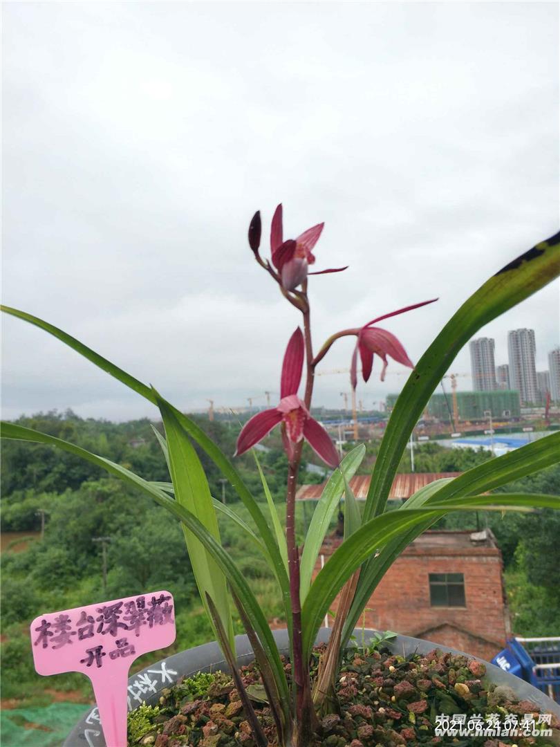 养花种菜小分队# 火树红冠,便宜好花,我的养熟了的兰花很能发芽,认侣