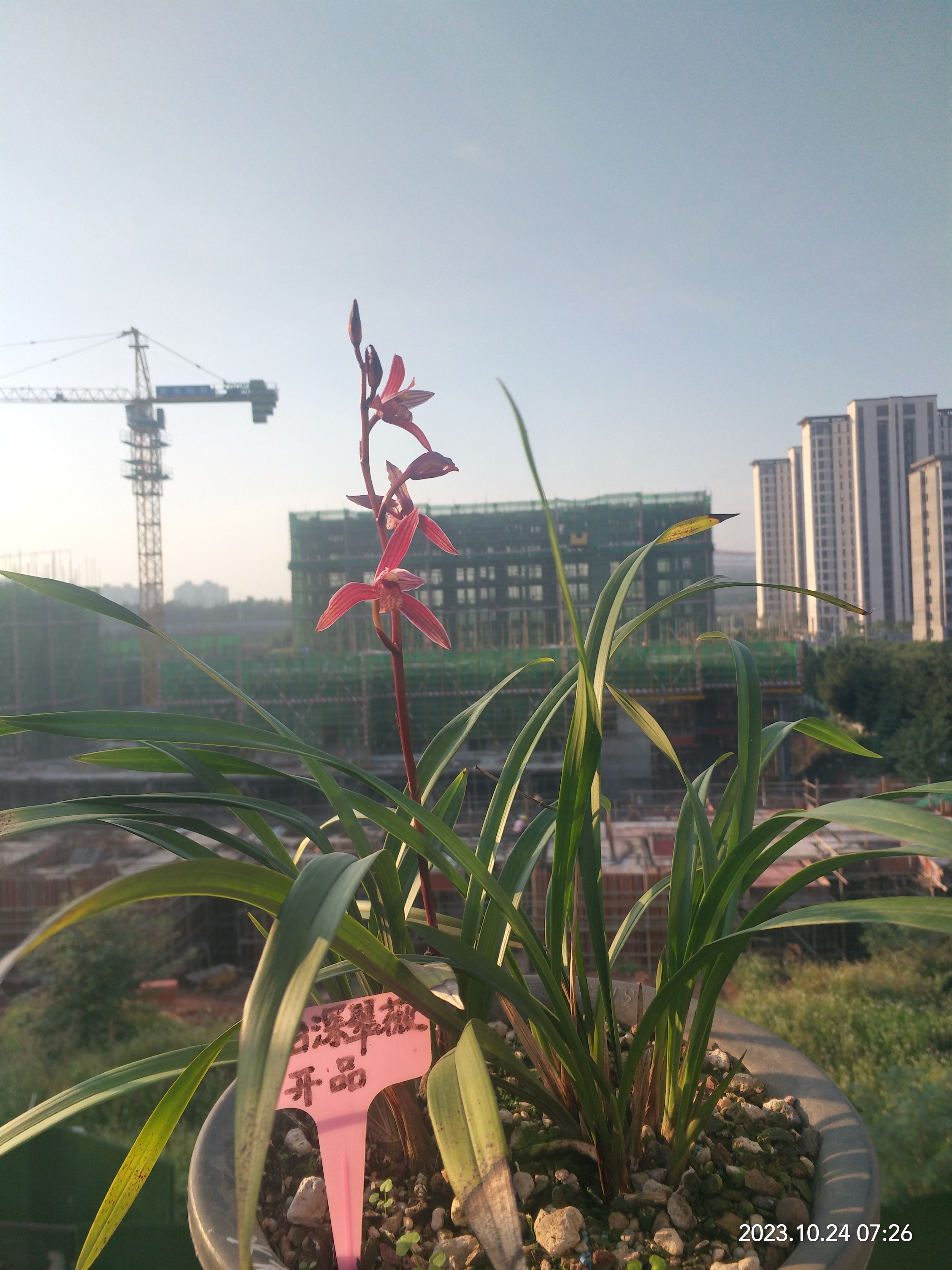 火树红冠,花大花红,建兰名品,便宜好花.#兰花