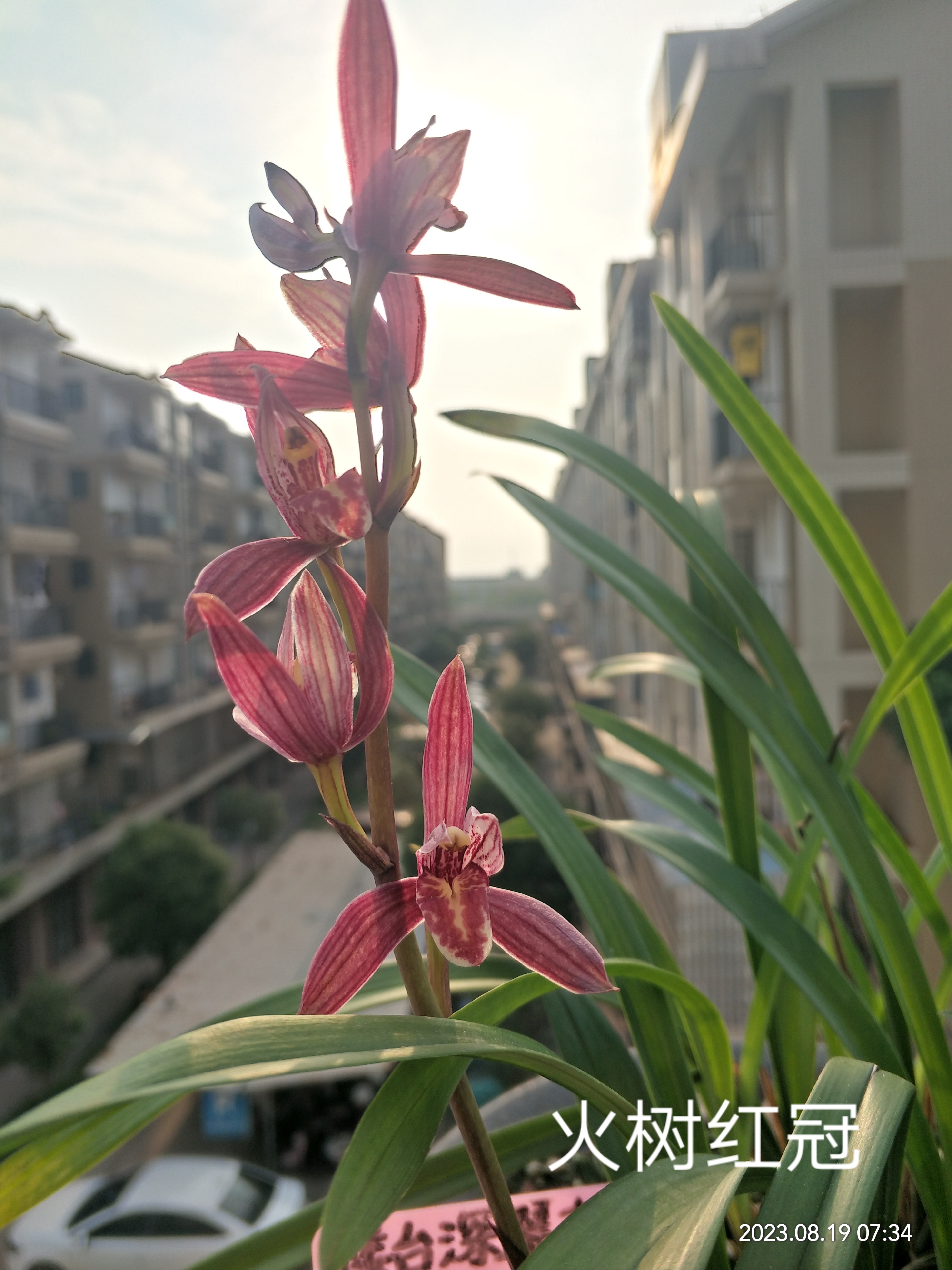 火树红冠,建兰铭品.此花开品火热,深邃,喻意福,寿无疆.