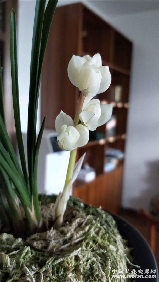 兰花# 买了一株曾经1200万的"素冠荷鼎".