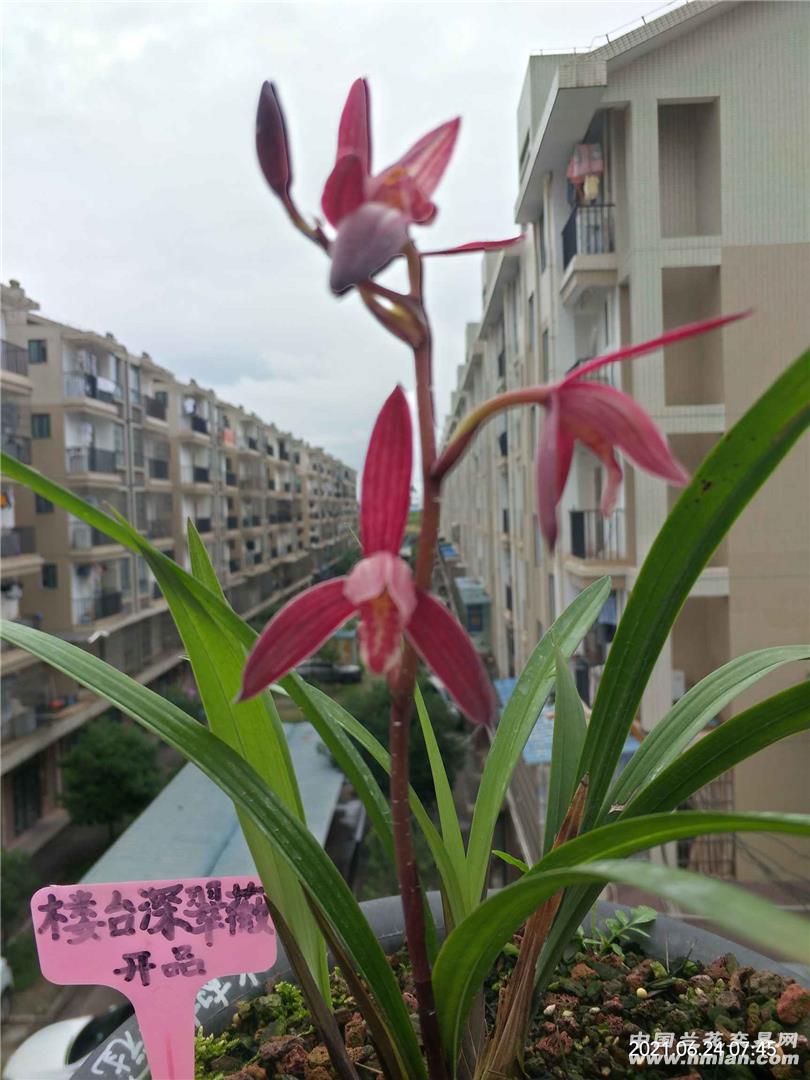 养花种菜小分队# 火树红冠,便宜好花,我的养熟了的兰花很能发芽,认侣