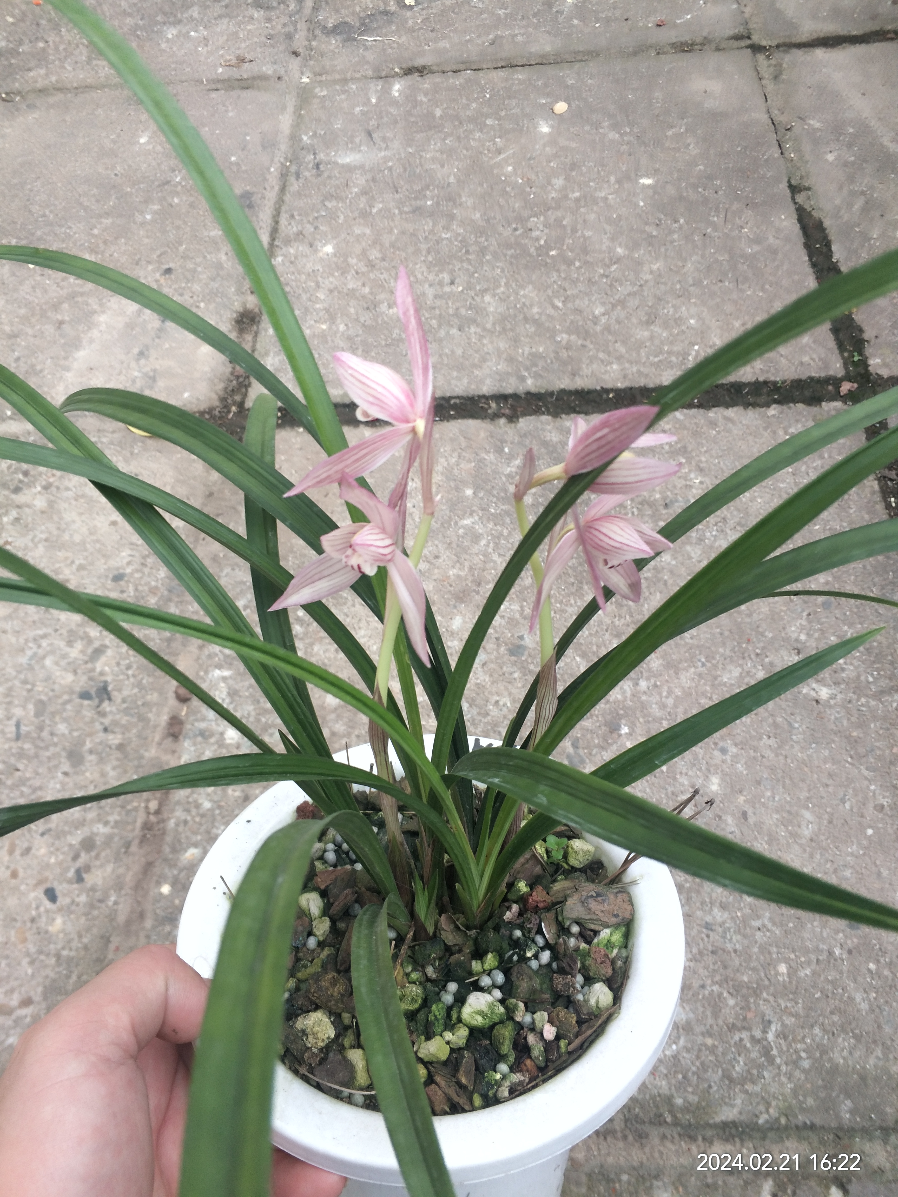 新津胭脂,春剑名品,依然美丽.#兰花# #养花种菜小分队