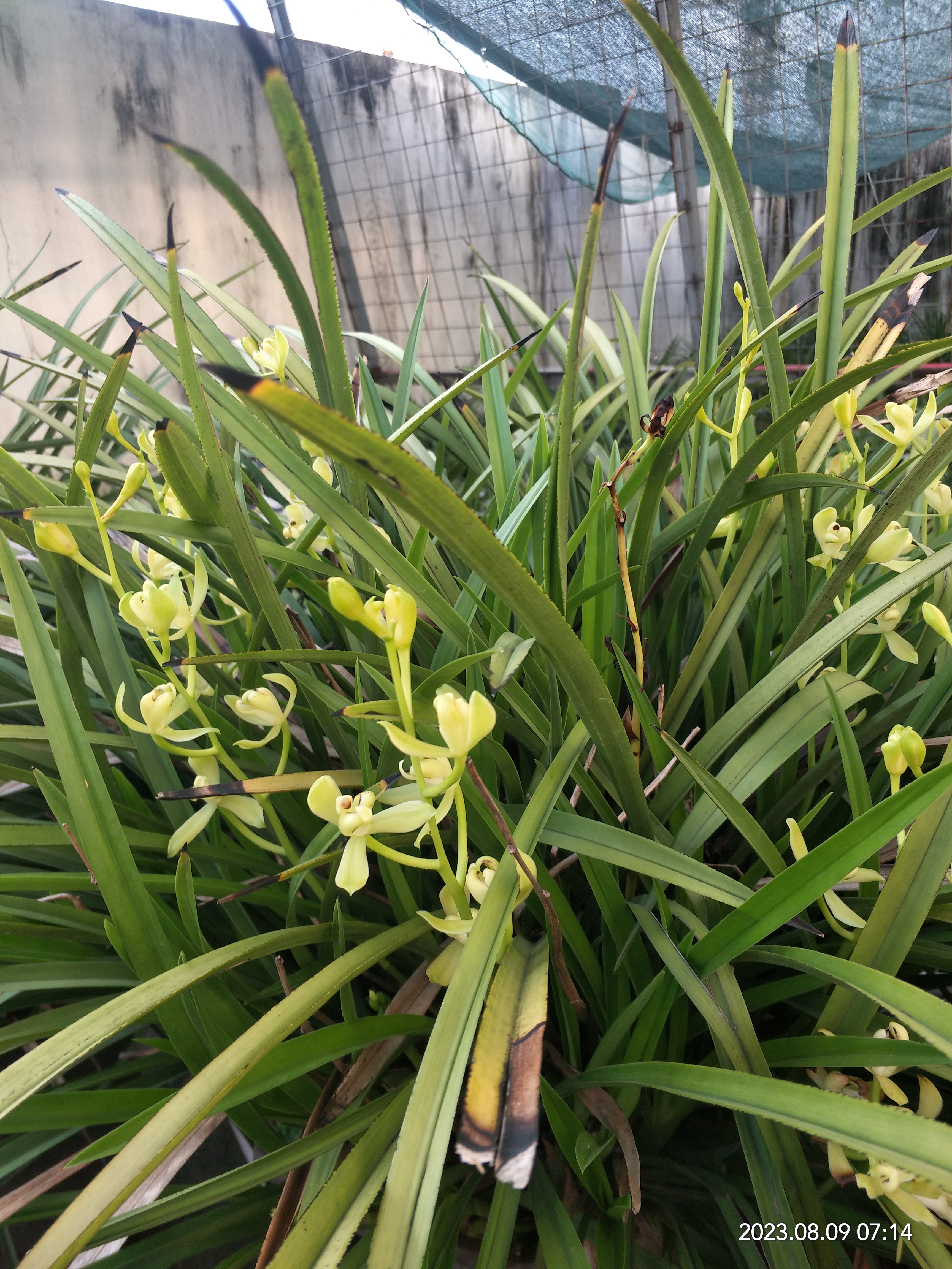 大盆铁骨素梅,因为没地方放,好多年没分苗了,估计有几百苗,每次开花