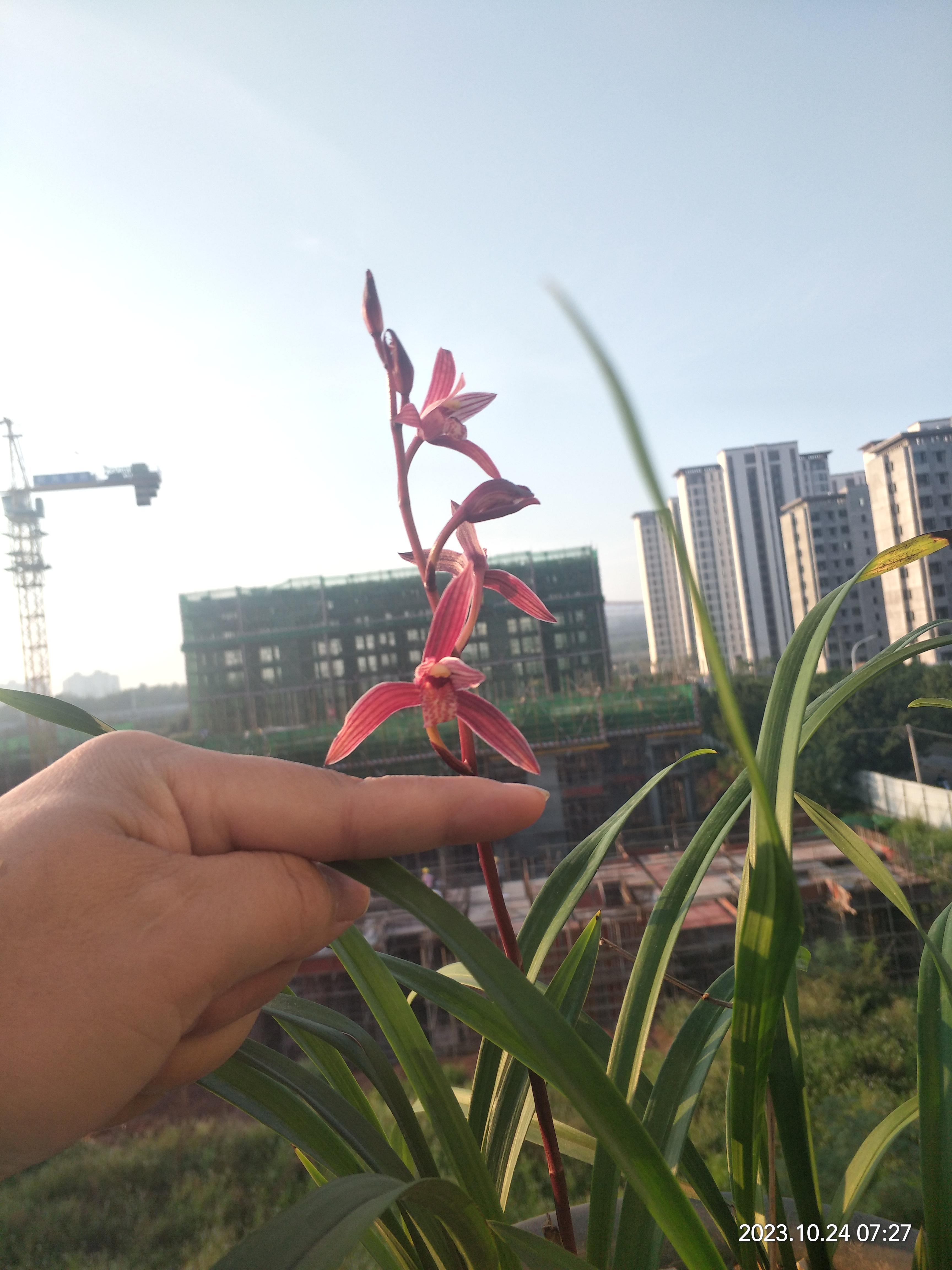 火树红冠,花大花红,建兰名品,便宜好花.#兰花