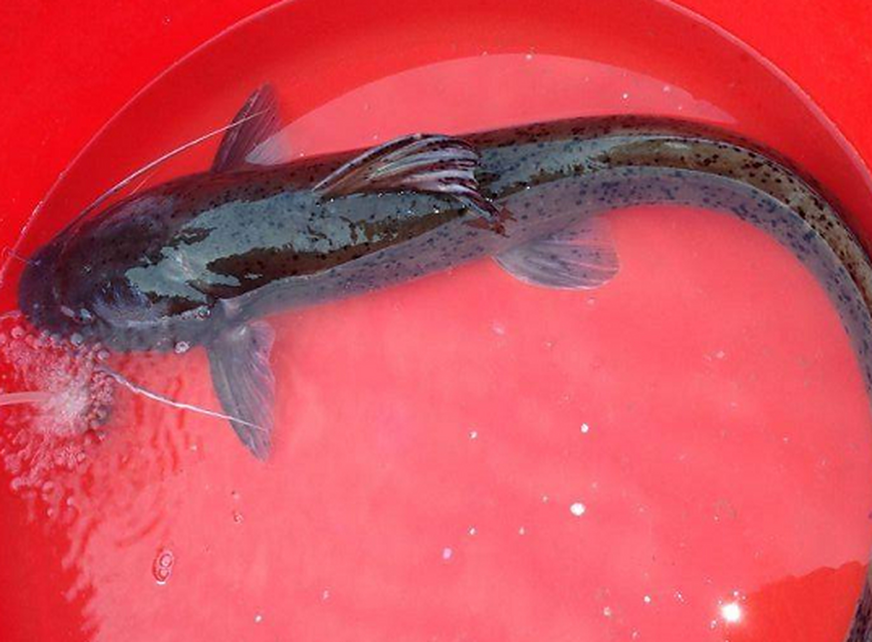 画了半条剑骨鱼!