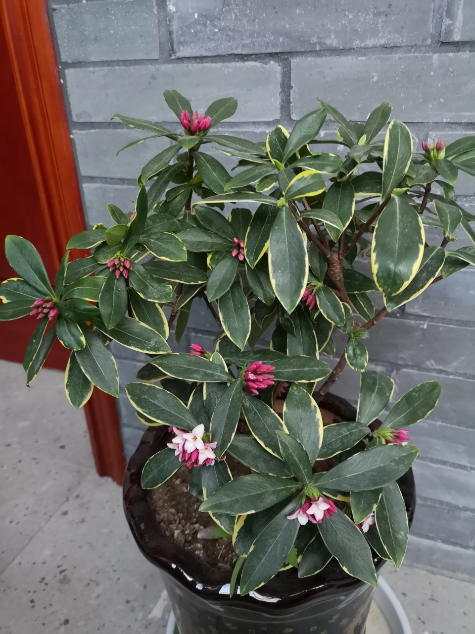 富儿多鞅掌,触事难祇承.  仓米已赫赤,不贷人斗升.