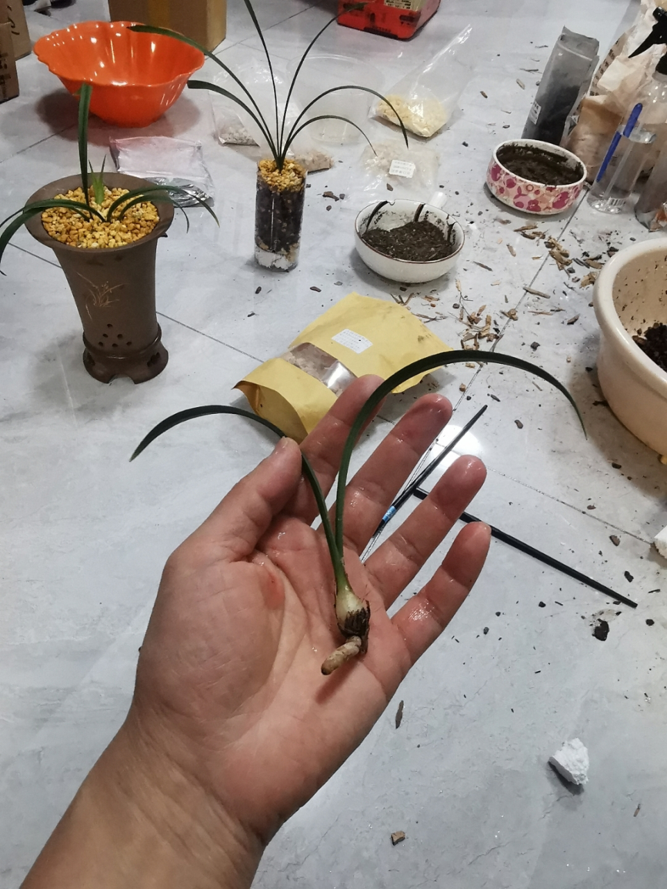 建兰黄山雪分下一个老头,谁要.28包邮.