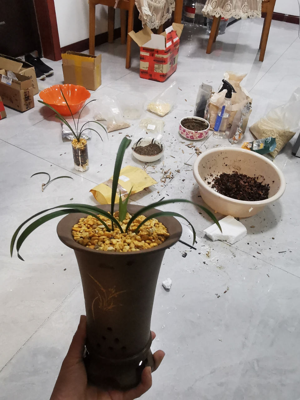 建兰黄山雪分下一个老头,谁要.28包邮.