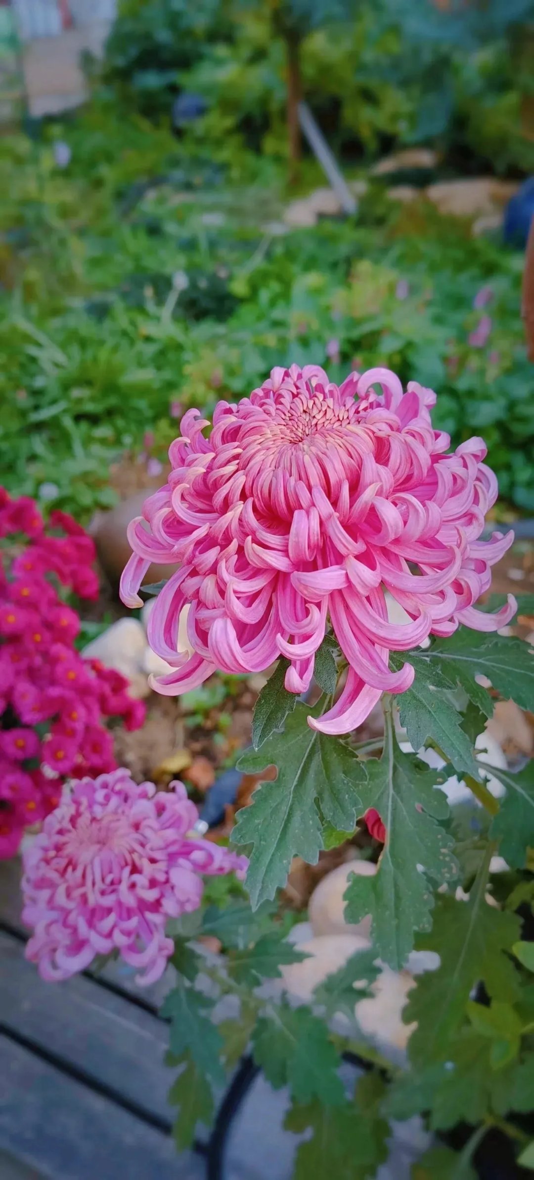 94粉红色菊花,美到心醉!