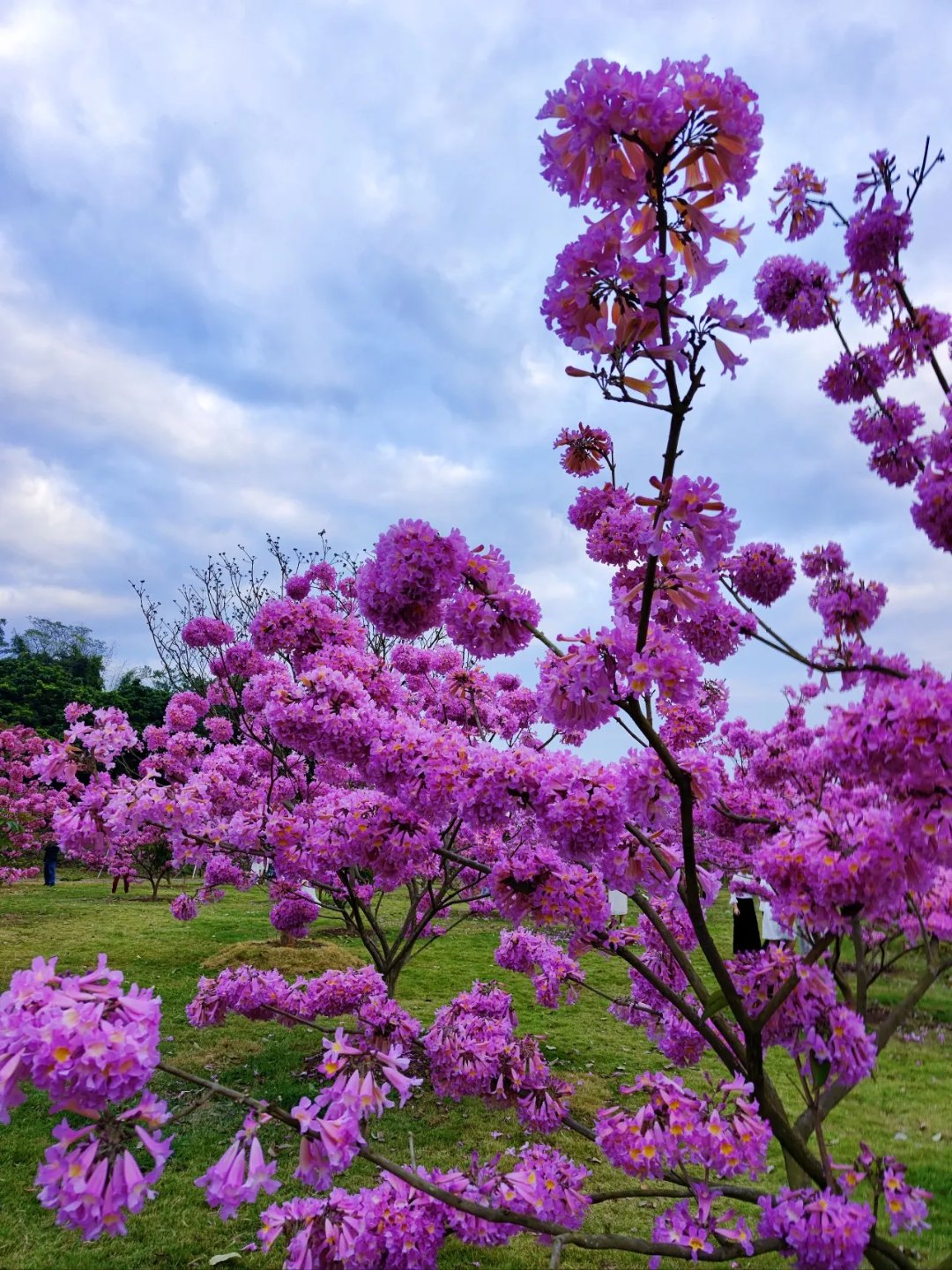 新会紫色风铃花地址图片