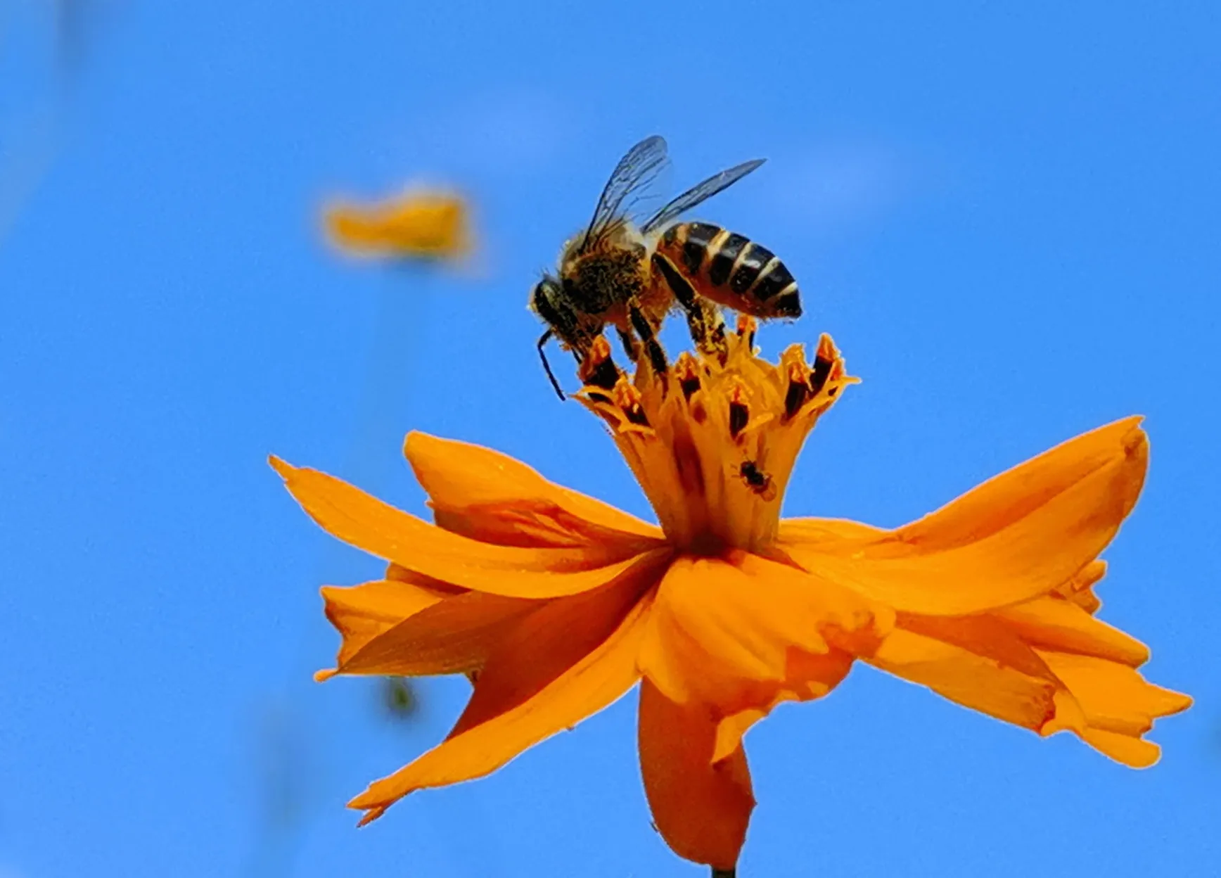 【蜜蜂与橙色花海的瞬间】  蜜蜂:你是大自然的舞者,你的舞蹈是最美的