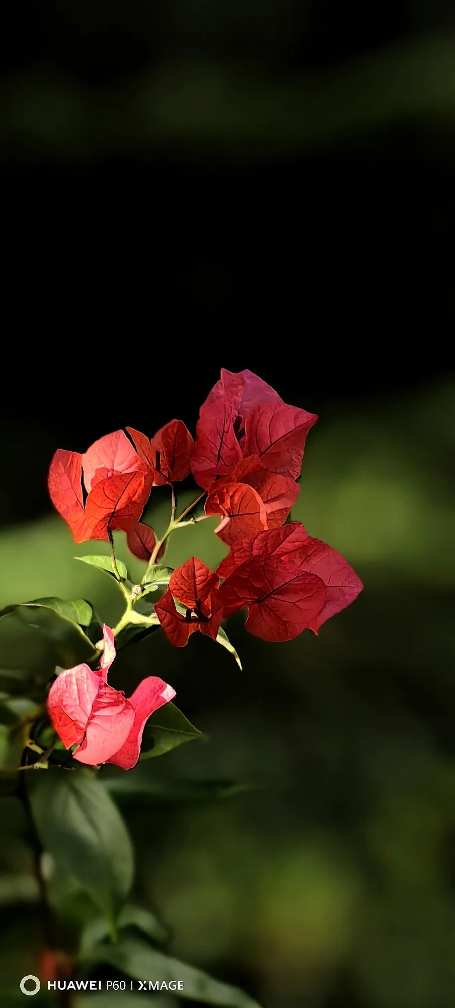"生活中的一抹亮色,三角梅的鲜艳绽放在心中留下了深深的痕迹.