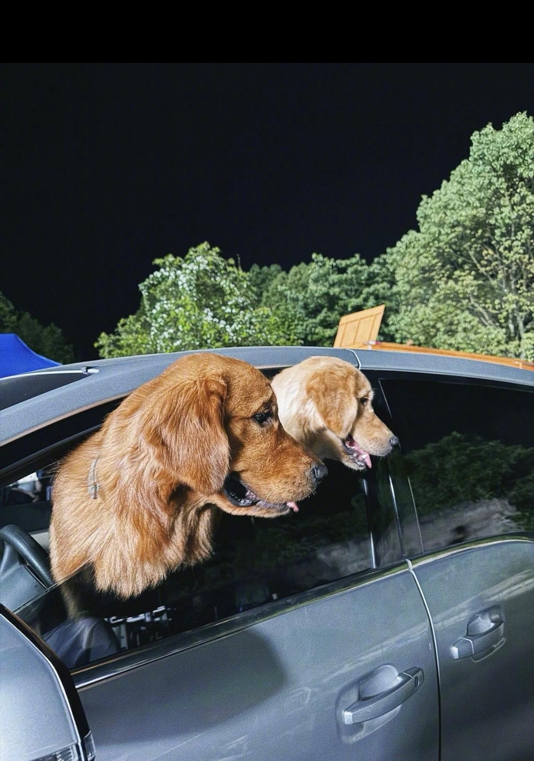 这对金毛同时从驾驶位探出车窗,向着一个地方看去,张着嘴巴就好像是有