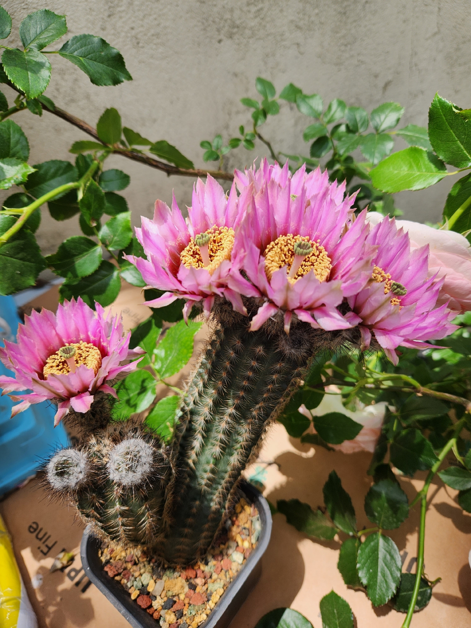 今年的仙人球花开的真好～折墨虾仙人球#随手拍春天# #仙人球