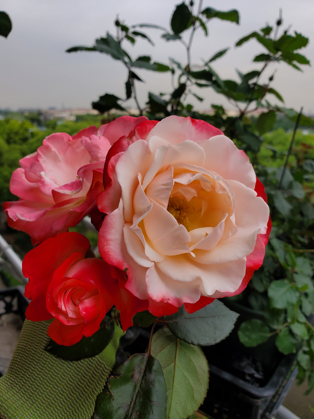 乡愁月季德国月季