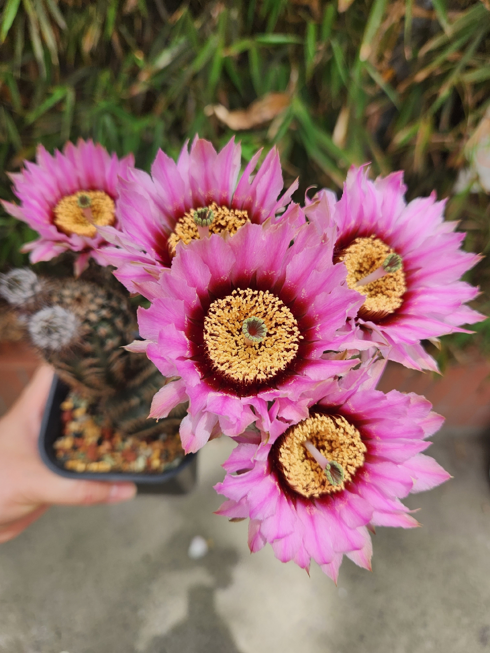 今年的仙人球花开的真好～折墨虾仙人球#随手拍春天# #仙人球