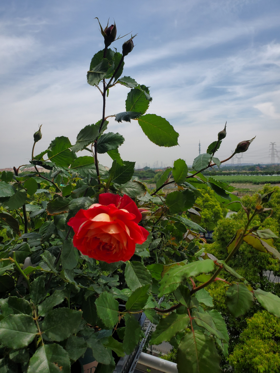 马萨德医生月季 复古金属色,我心目中的完美月季之一#月季花
