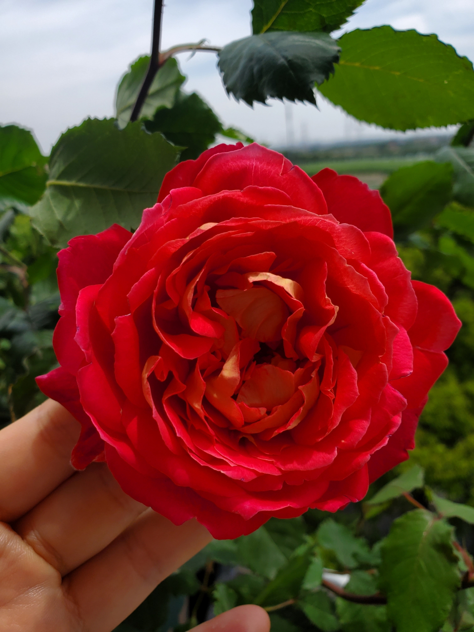 马萨德医生月季 复古金属色,我心目中的完美月季之一#月季花