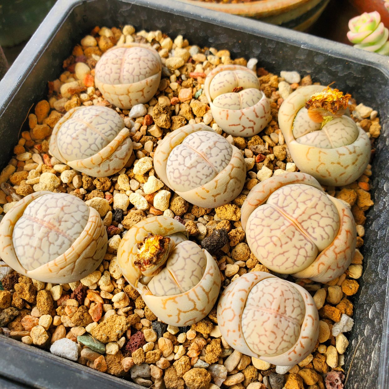 胖胖的宝宝,纹路越脱越美,绫耀玉#生石花