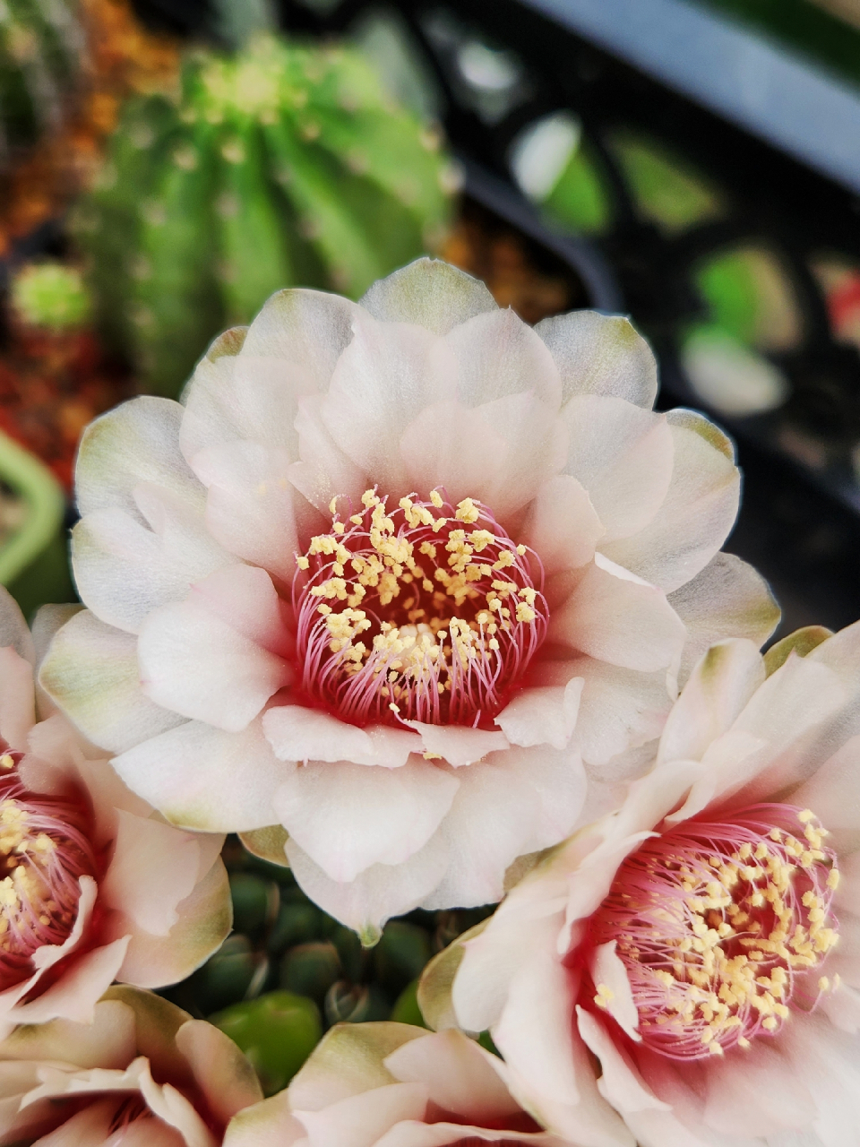 极品绯花玉#仙人球