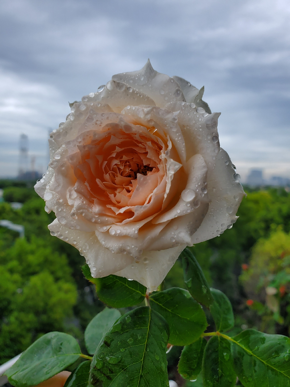 莫妮卡戴维月季