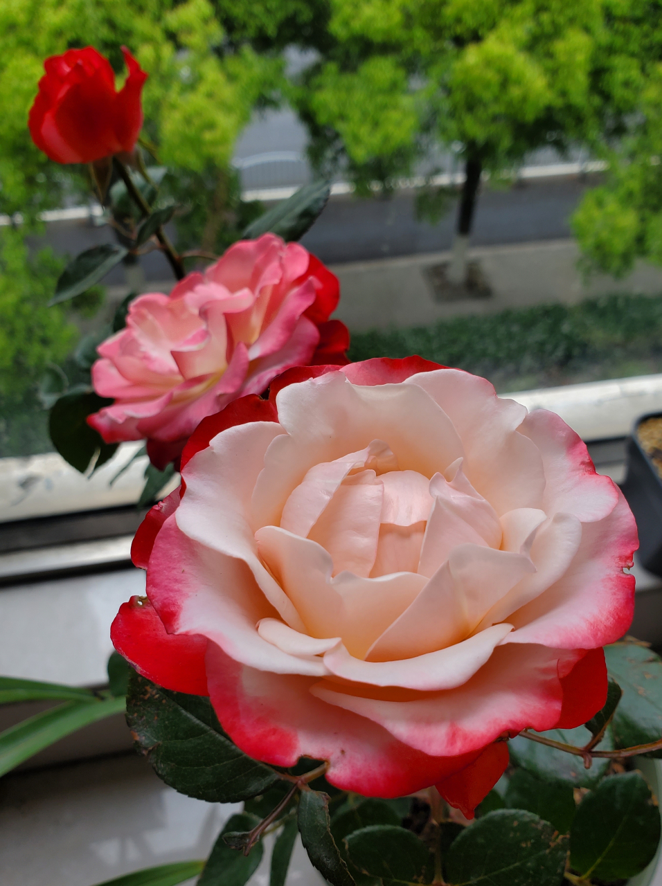 乡愁月季德国月季