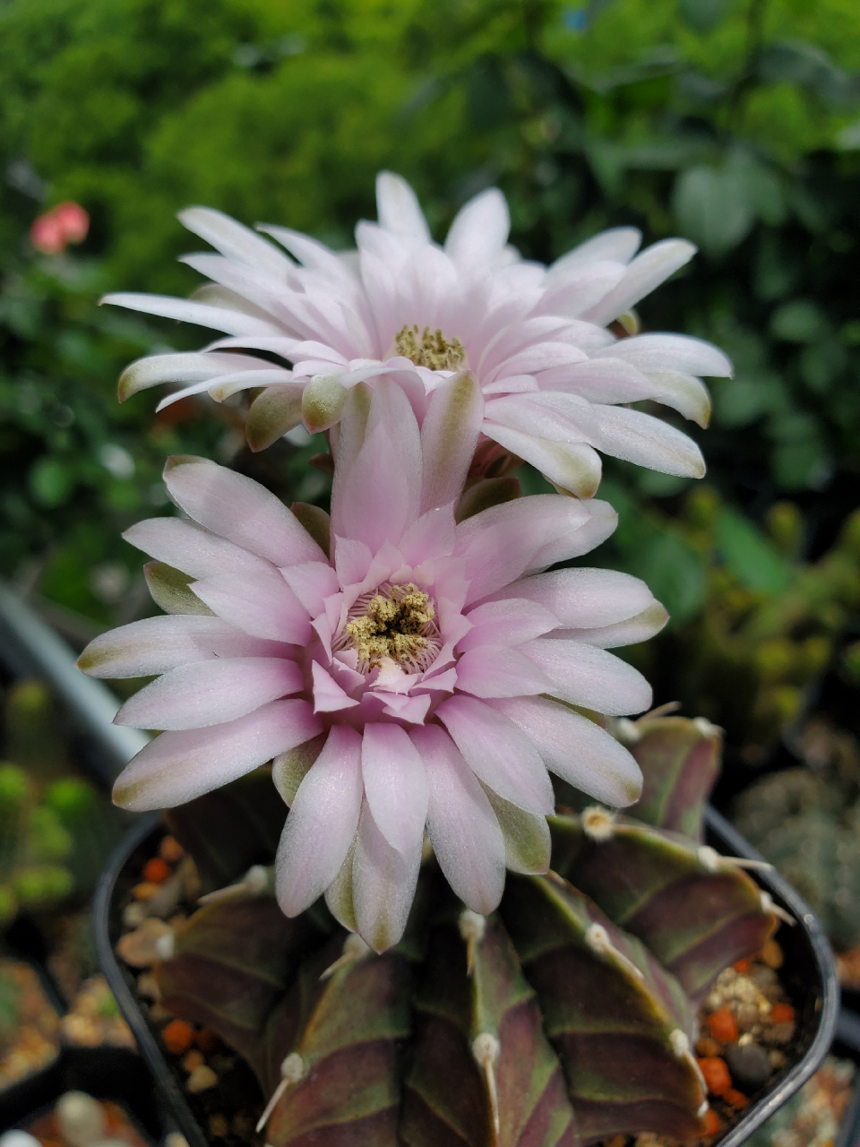 粉色花的肋骨牡丹