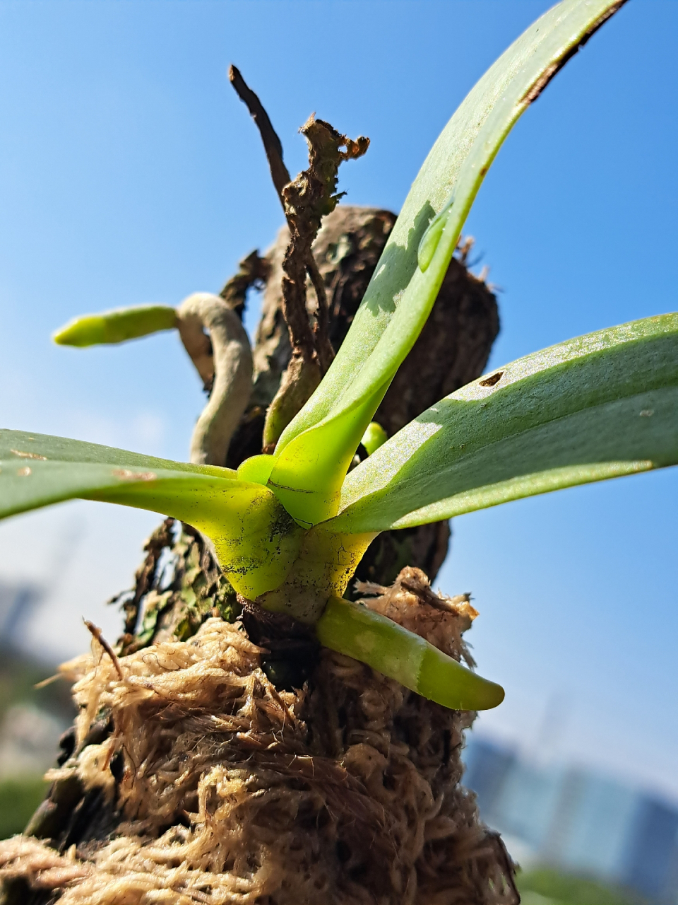 不到一个月就发了新根,这蓬勃的生命力!#石斛兰花欣赏# #兰花