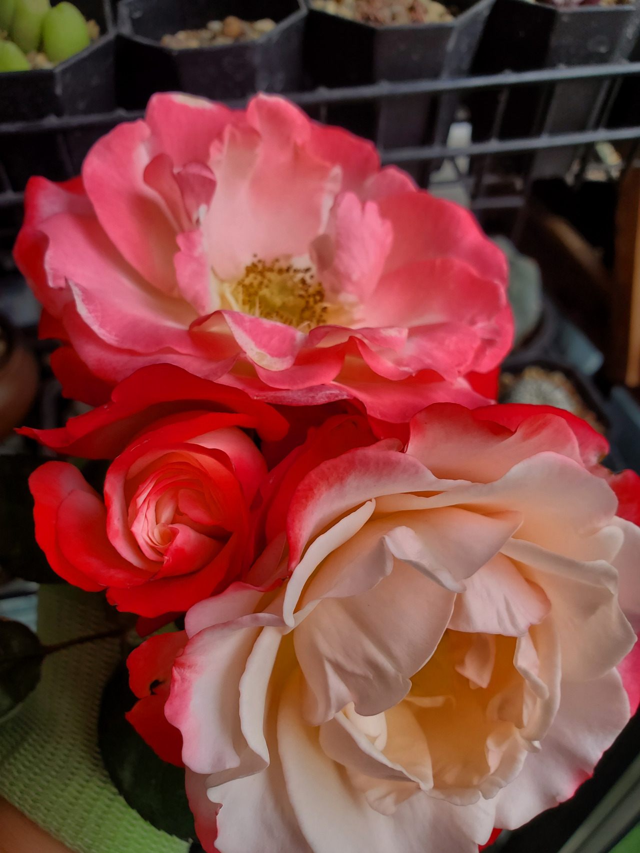 乡愁月季德国月季