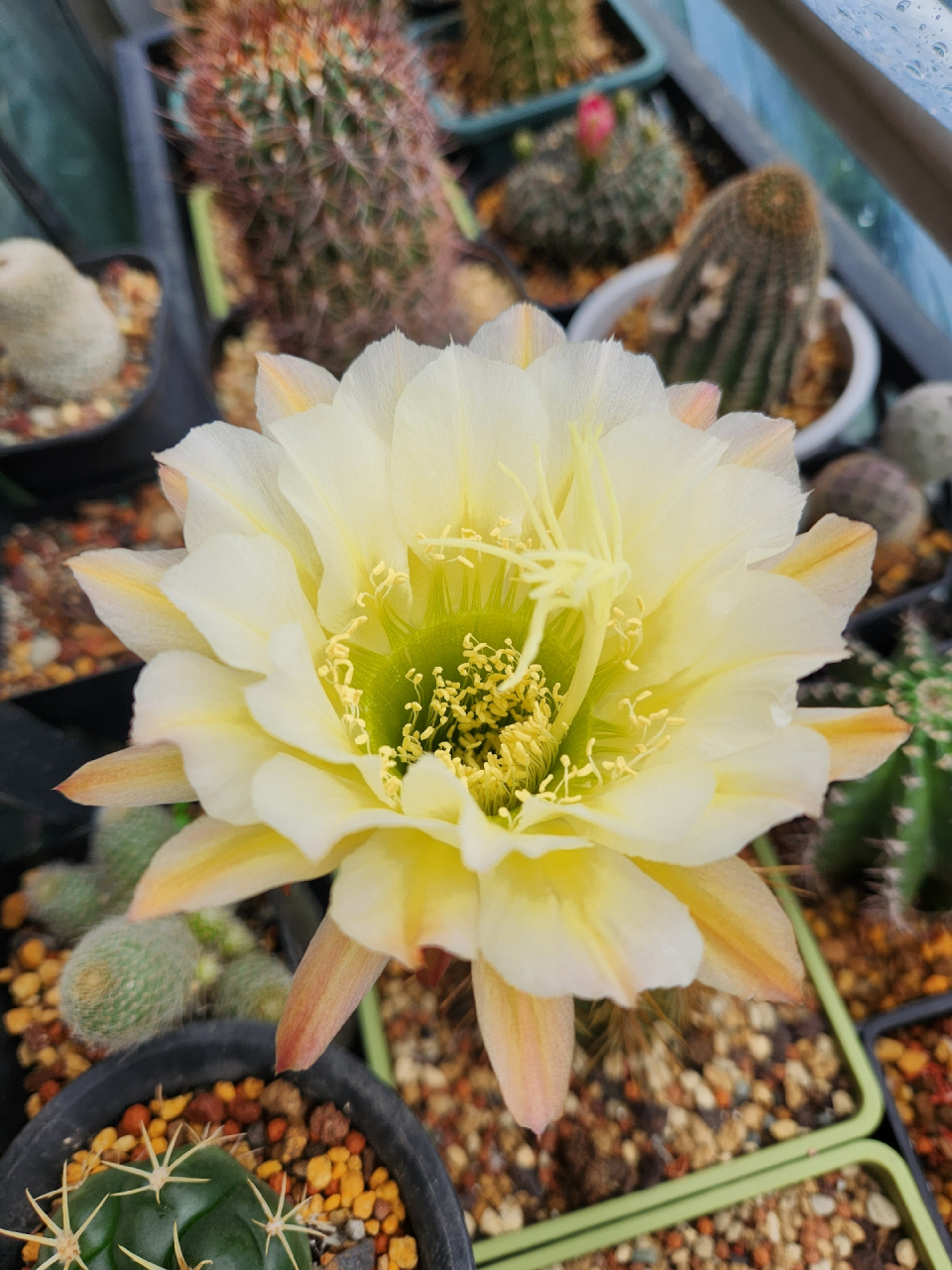 毛花柱球丑丑的,花很惊艳#仙人球# #家居绿植# #热点引擎计划