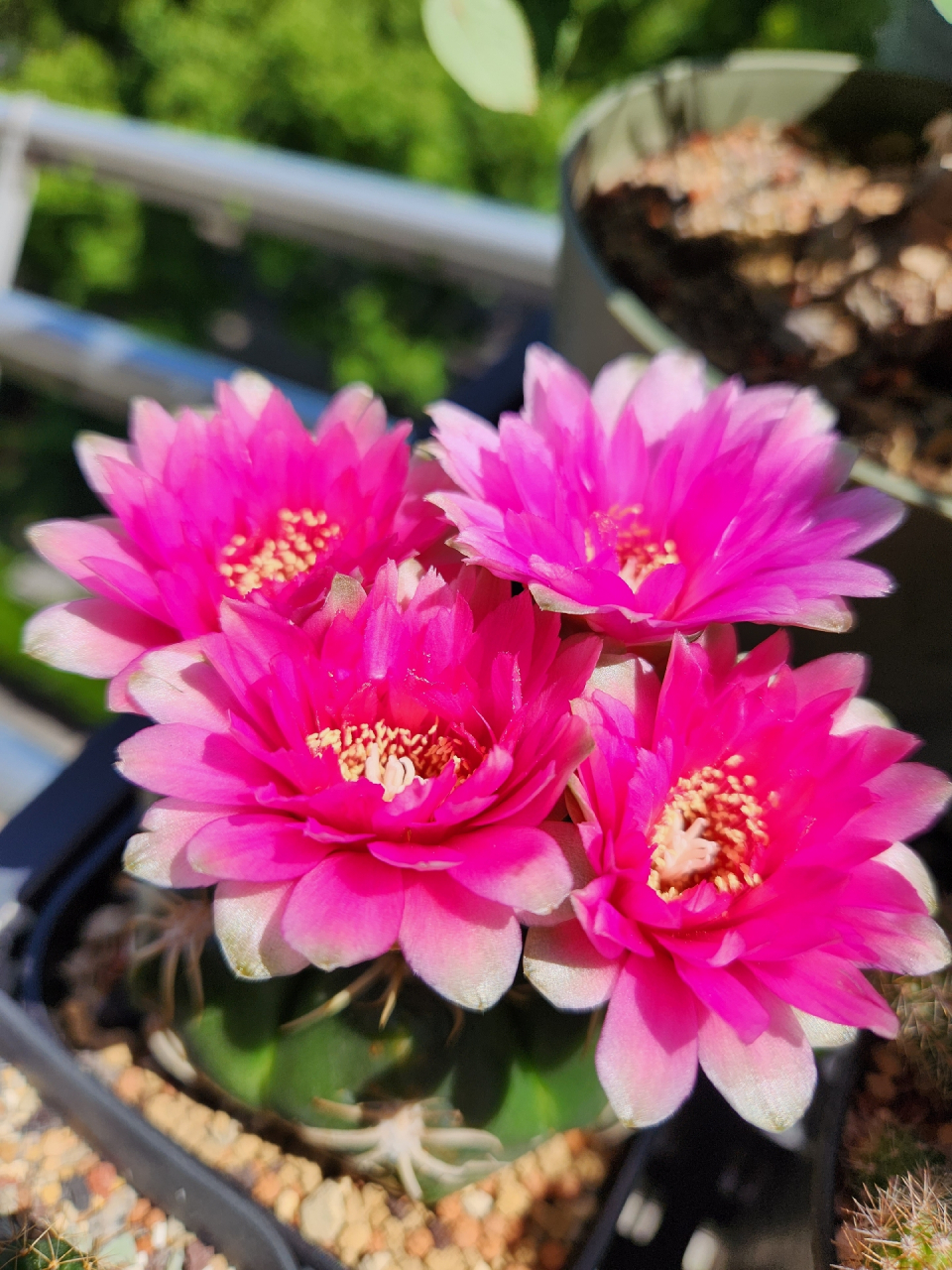 又到了仙人球开花的季节,美花海王丸真是我的心头好～#随手拍春天