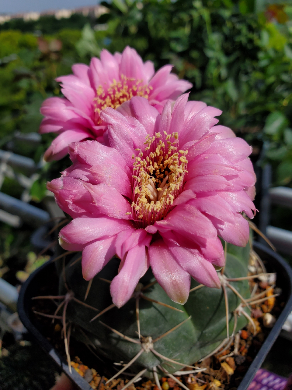 美丽的美花海王,羽毛花瓣真好看啊#仙人球