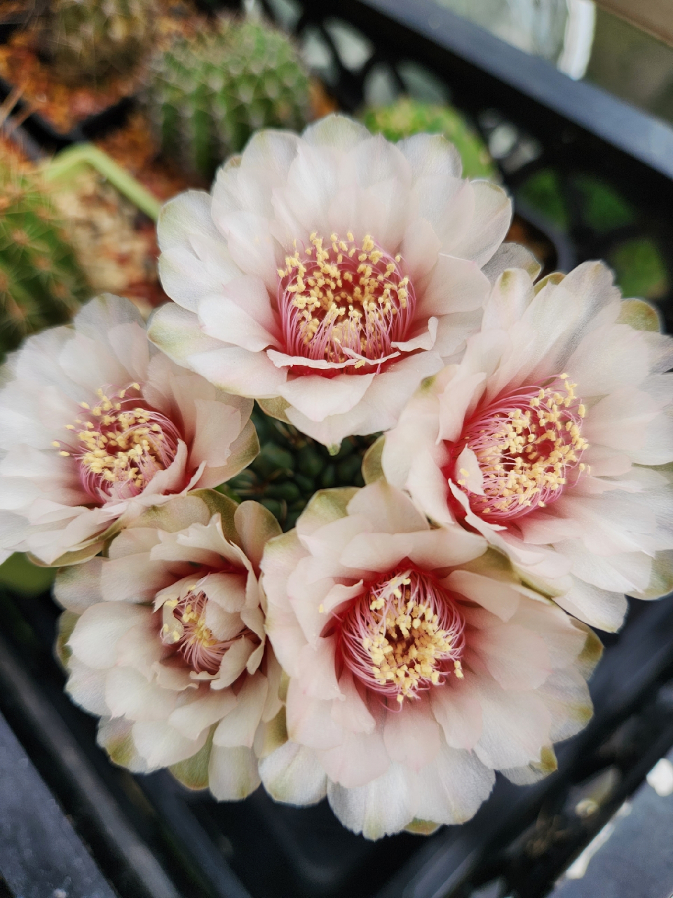 极品绯花玉#仙人球