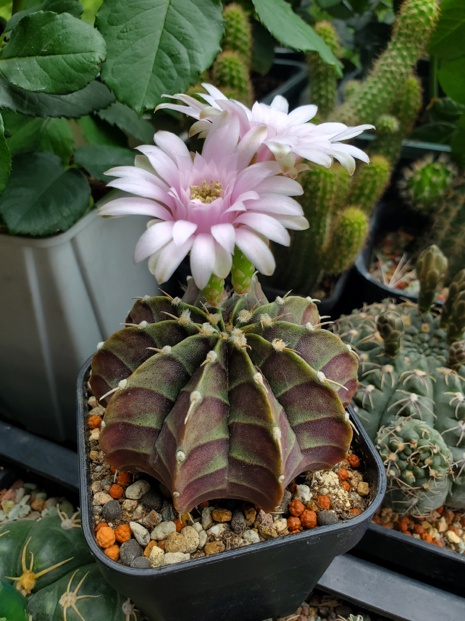 粉色花的肋骨牡丹