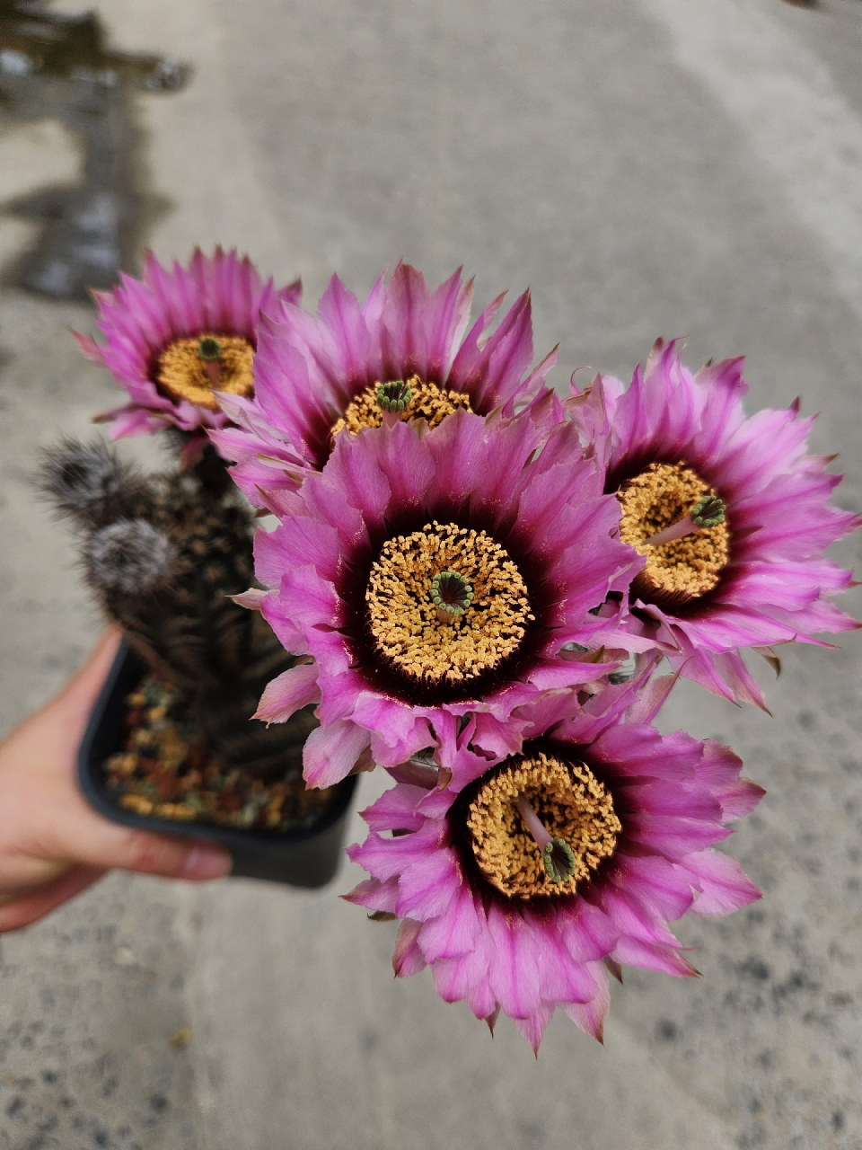 今年的仙人球花开的真好～折墨虾仙人球#随手拍春天# #仙人球