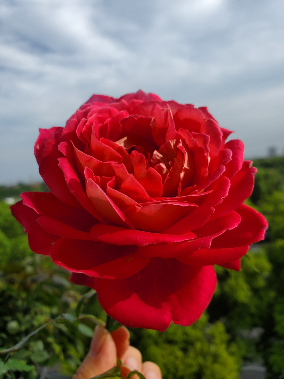 马萨德医生月季 复古金属色,我心目中的完美月季之一#月季花