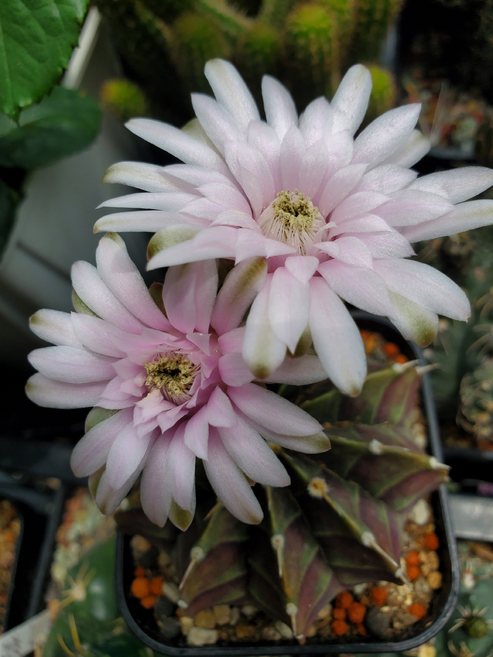 粉色花的肋骨牡丹