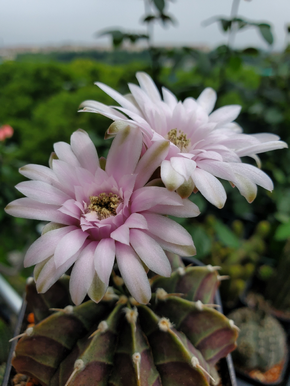 粉色花的肋骨牡丹